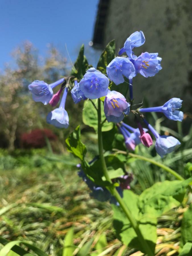 Chadds Ford Wild Wisteria Bed & Breakfast エクステリア 写真