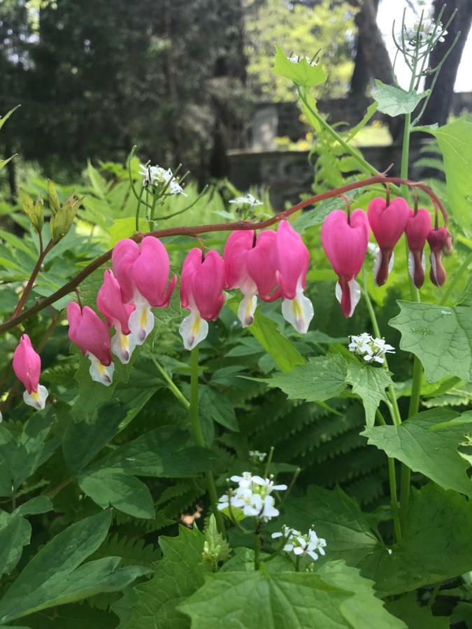 Chadds Ford Wild Wisteria Bed & Breakfast エクステリア 写真