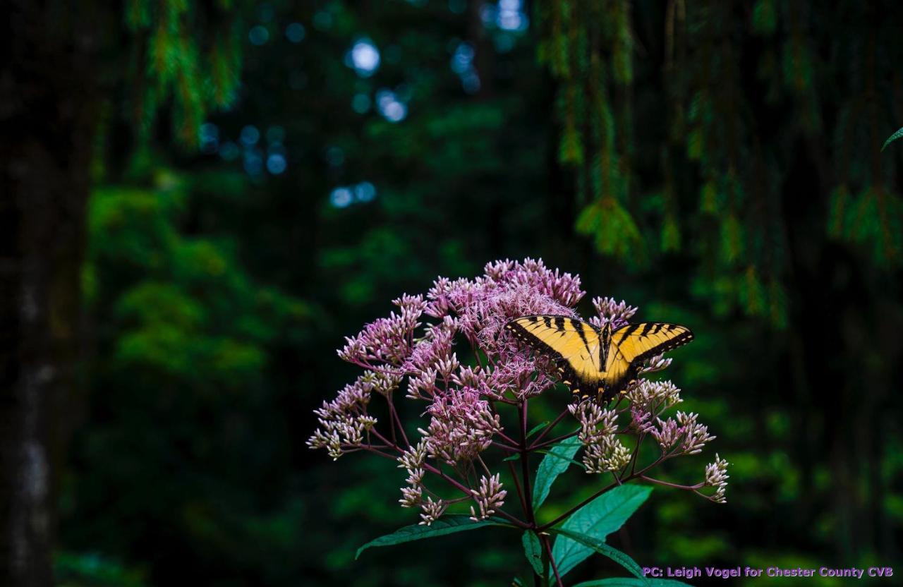 Chadds Ford Wild Wisteria Bed & Breakfast エクステリア 写真